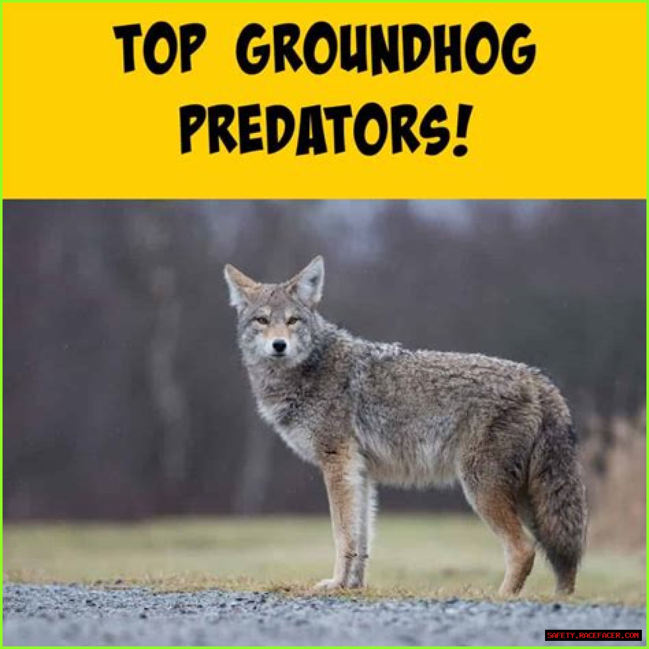 Unveiling The Secrets Of Groundhog Canada: Discoveries And Insights Await