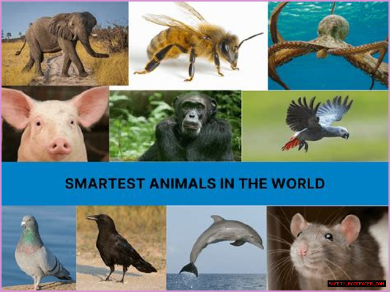Unveiling The World's Dimmest: Discoveries In Animal Intelligence